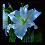 0 FLEURS 0254