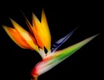Bird of Paradise&nbsp;Flower