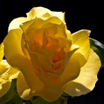 A ROSE JAUNE