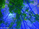 bleu bleu Cris&nbsp;legat