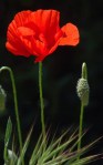 Fleur coquelicot 0