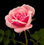 fleur rose rose&nbsp;0