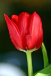 Fleur tulipe rouge&nbsp;0