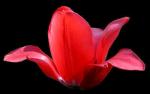 fleur tulipe rouge&nbsp;02