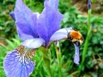 fleurs iris Lisa