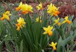 jonquilles 01258