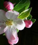 NEW FLEUR POMMIER 22 22&nbsp;02