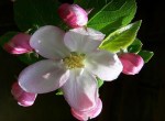 NEW FLEUR POMMIER 22&nbsp;22