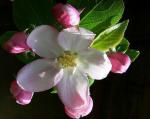NEW FLEUR POMMIER 22&nbsp;22