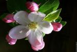 NEW FLEUR POMMIER&nbsp;22