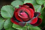 NEW ROSE R&nbsp;0