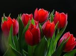 NEW TULIP R&nbsp;0