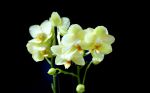 orchids wallpaper