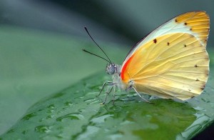 Papillon en jaune et rouge