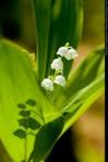 thumb_brin-de-muguet-05