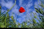 thumb_champs-de-coquelicots-04