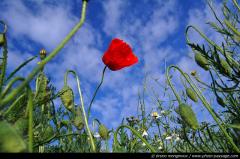 thumb_champs-de-coquelicots-04