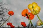 thumb_Jolis_Coquelicots-4