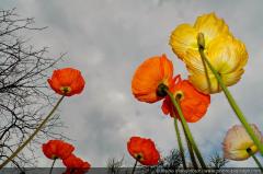 thumb_Jolis_Coquelicots-4