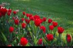 thumb_Parc-Floral-Tulipes-03