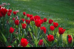 thumb_Parc-Floral-Tulipes-03