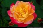 thumb_une-jolie-rose-01