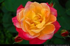 thumb_une-jolie-rose-01