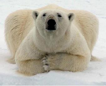 génocide ours blanc génocide ours blanc